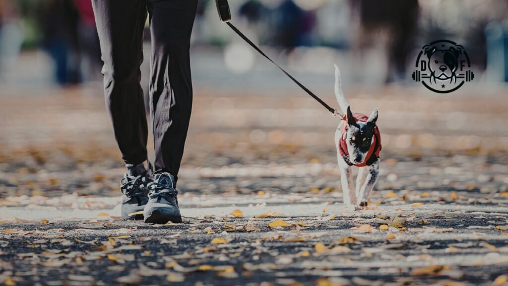 paseo con tu perro es igual a ejercicio de cardio