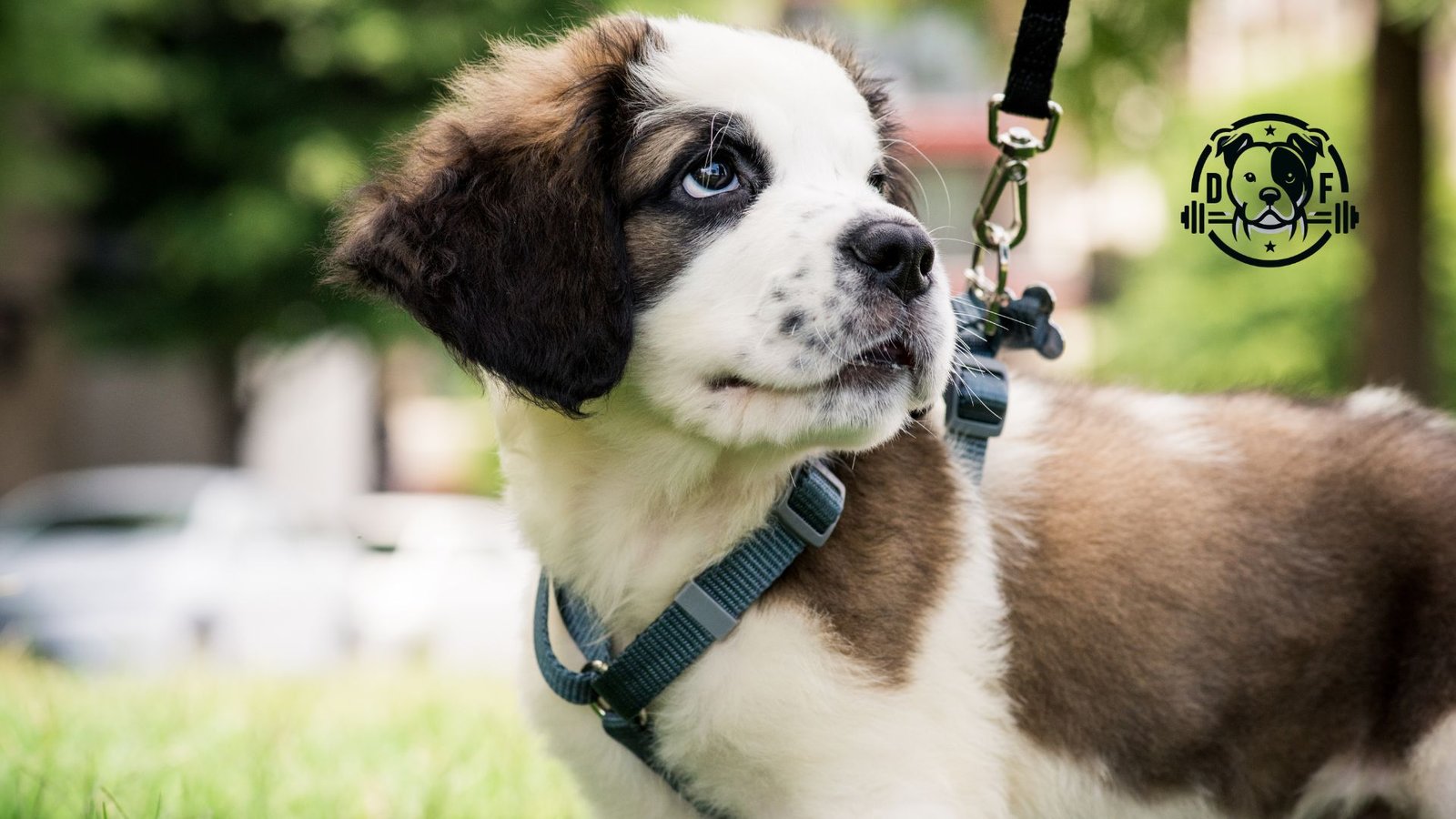 paseo y entreno físico